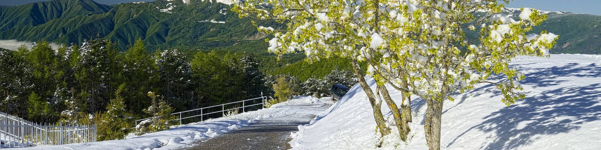 Stessi alberi, ma Lesima a sinistra
