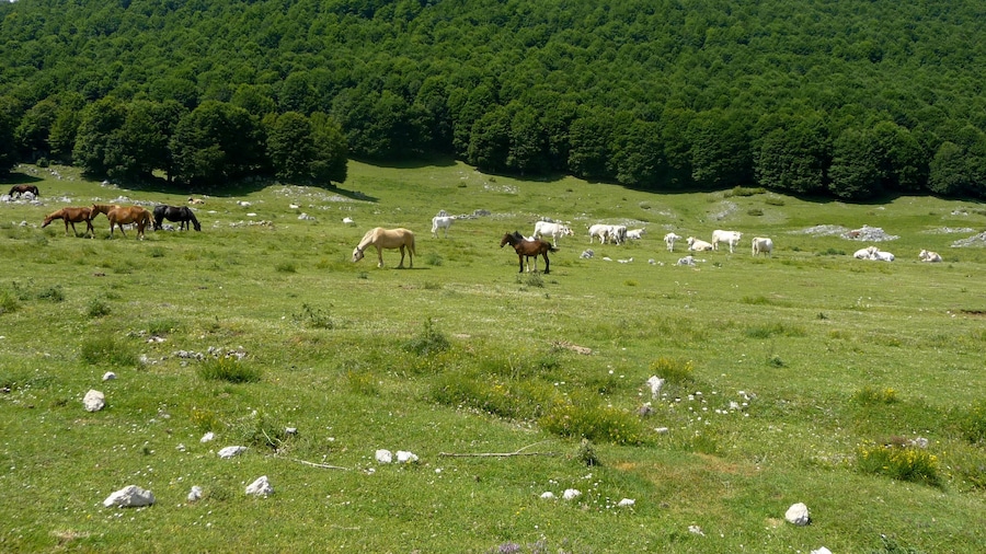 Photo "Cavalli e mucche al pascolo in alta quota" by pietro scerrato (Creative Commons Attribution 3.0) / Cropped from original