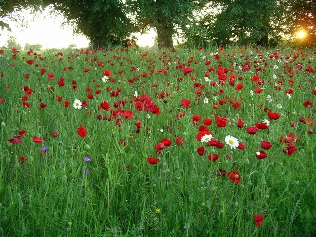 Wayside Poppies. A mass of poppies and other wildflowers beside the busy B600 at Nuthall. I think they are the result of deliberate planting, but they make a wonderful show nevertheless.