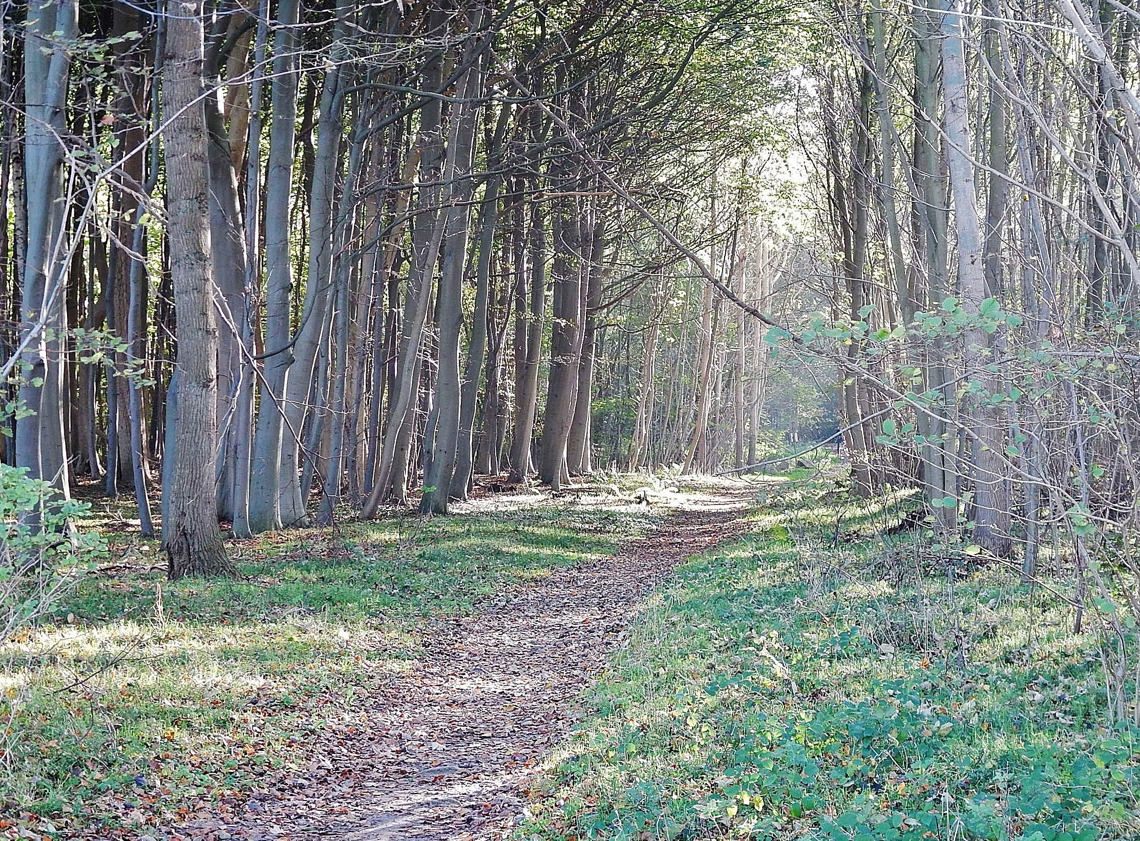 Kersdorf, Germany. 19th Apr, 2020. A mixed forest borders on the shore of  the Kersdorfer See in the Kersdorfer See nature reserve. Credit: Patrick  Pleul/dpa-Zentralbild/ZB/dpa/Alamy Live News Stock Photo - Alamy