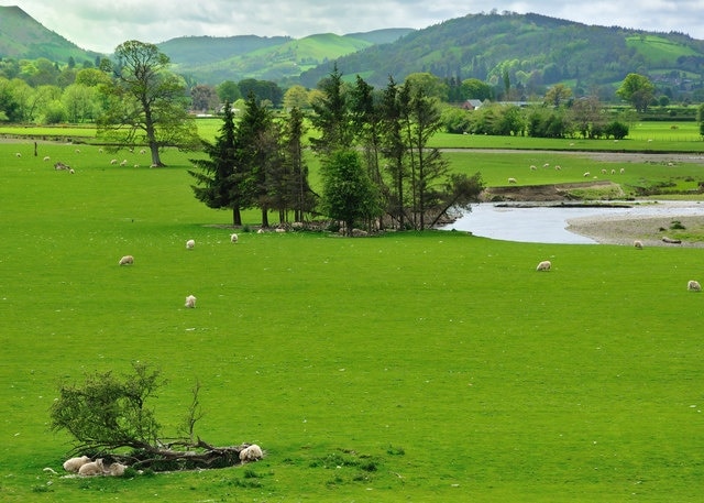 Green Pastures The river Severn at Caersws.