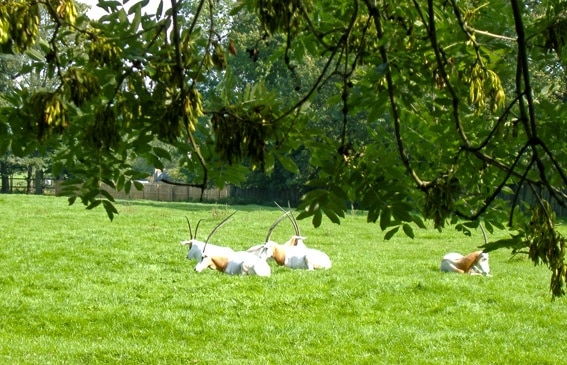 Oryx within Flamingoland zoo