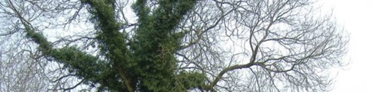 Photo "Stroud Common" by Roger Cornfoot (Creative Commons Attribution-Share Alike 2.0) / Cropped from original