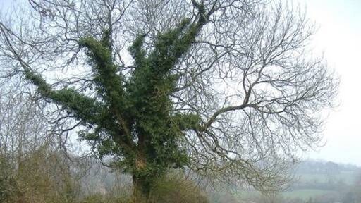 Kuva ”Olveston” käyttäjältä Roger Cornfoot (CC BY-SA) / rajattu alkuperäisestä kuvasta