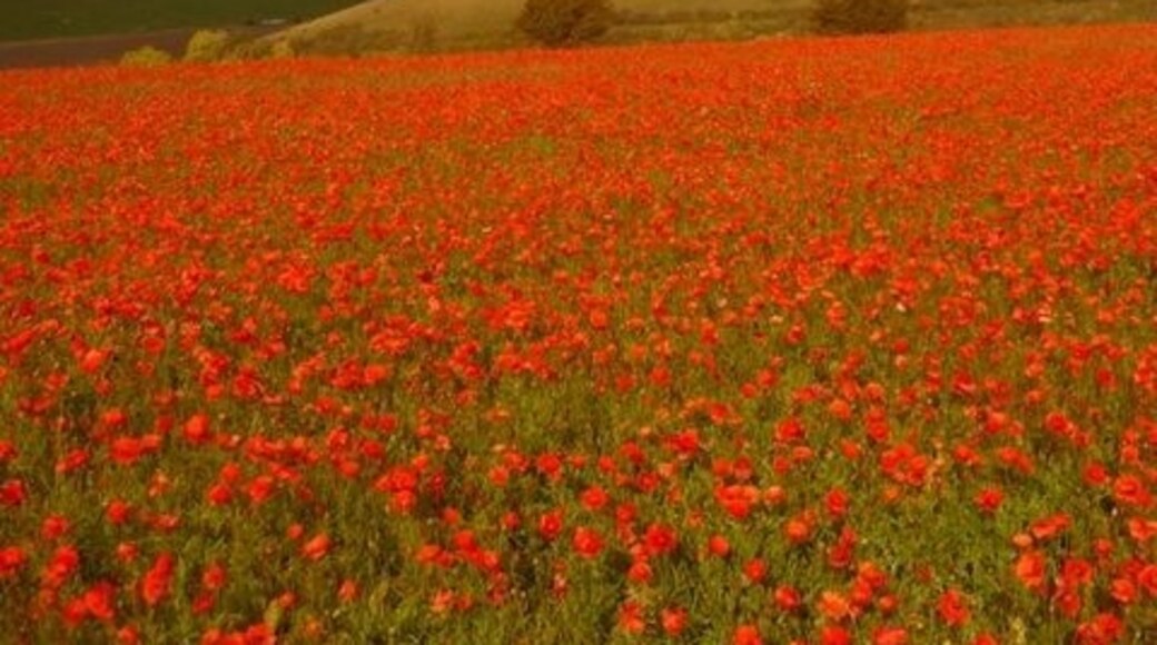 Foto "Fontmell and Melbury Downs" oleh Chris Downer (CC BY-SA) / Dipotong dari foto asli