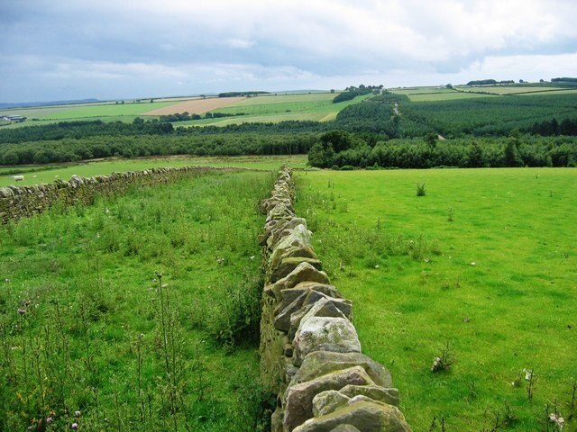 Birks Wood Looking across pasture land towards Birks Wood. The walls keep the sheep out from the right of way down the hill and the lack of grazing is clearly visible.