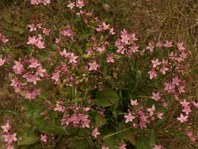 Common Centaury in Hall Wood. Another example of the abundant Centaurium erythraea referred to in 893371.