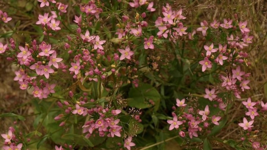 Photo "Common Centaury in Hall Wood. Another example of the abundant Centaurium erythraea referred to in 893371." by Derek Harper (Creative Commons Attribution-Share Alike 2.0) / Cropped from original