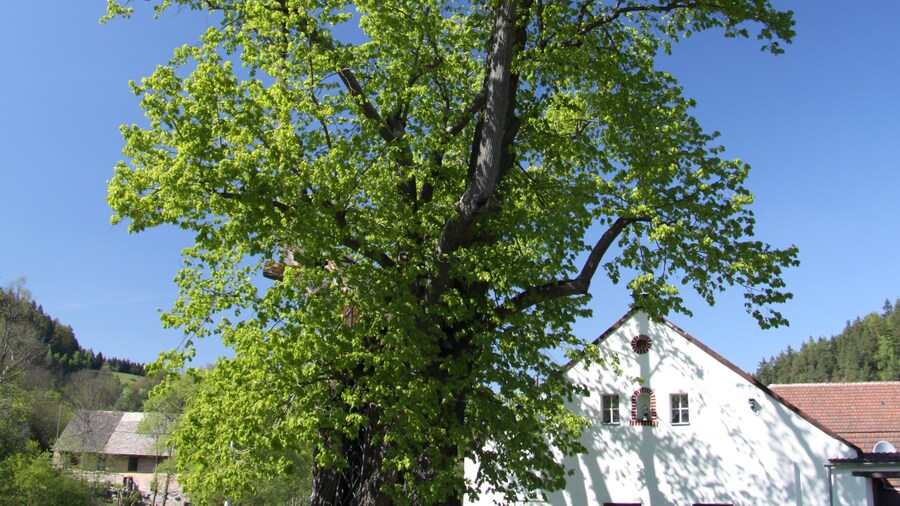 Photo "Famous tree called "Sudslavická lípa" in Sudslavice village near Vimperk, Prachatice District, Czech Republic" by Chmee2 (Creative Commons Attribution 3.0) / Cropped from original