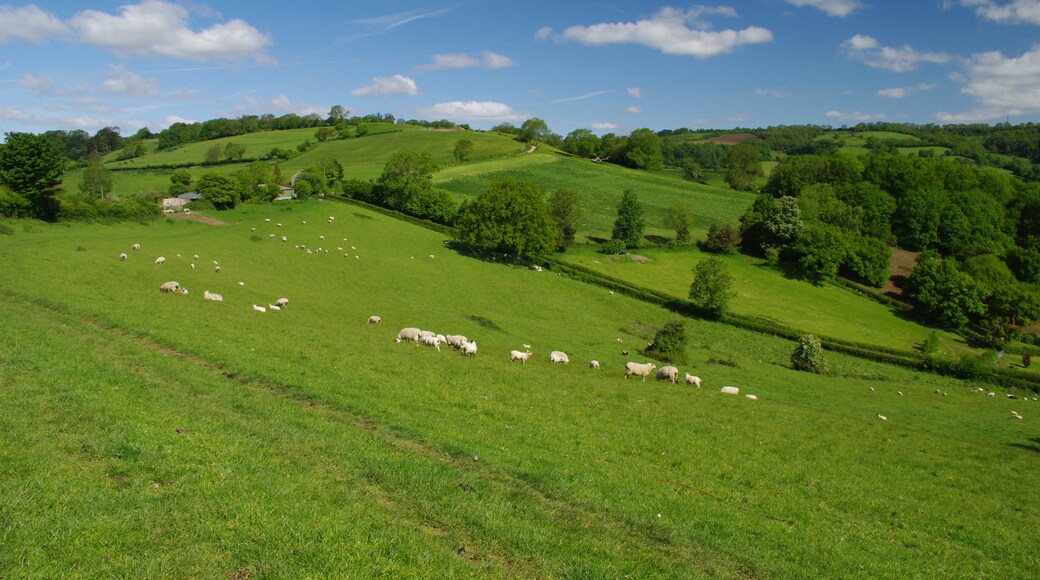 Kuva ”Charlcombe” käyttäjältä Artur Kozioł (CC BY-SA) / rajattu alkuperäisestä kuvasta