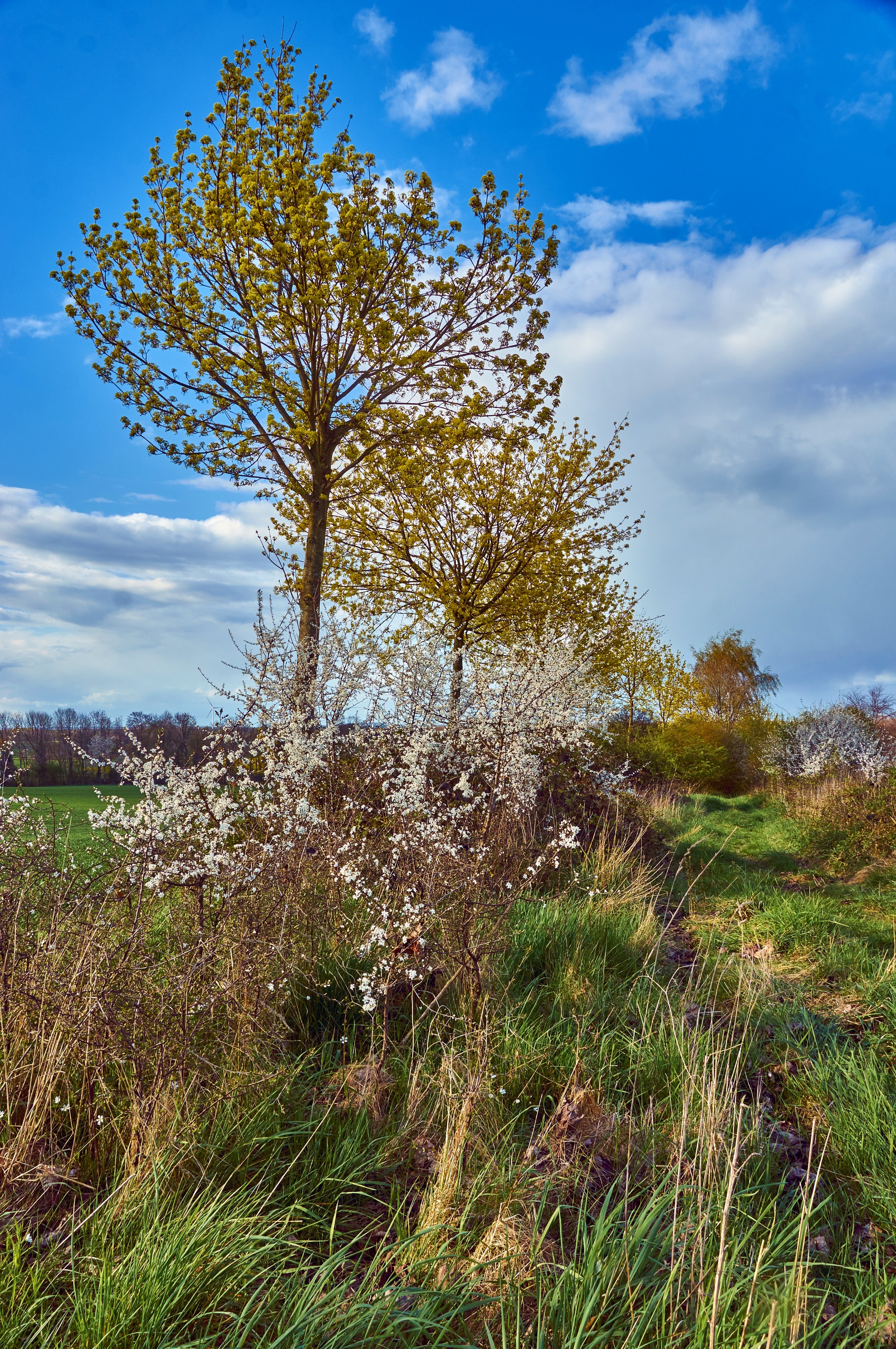 Foto "Horstmar" de Günter Seggebäing, Coesfeld (CC BY-SA) / Recortada de la original