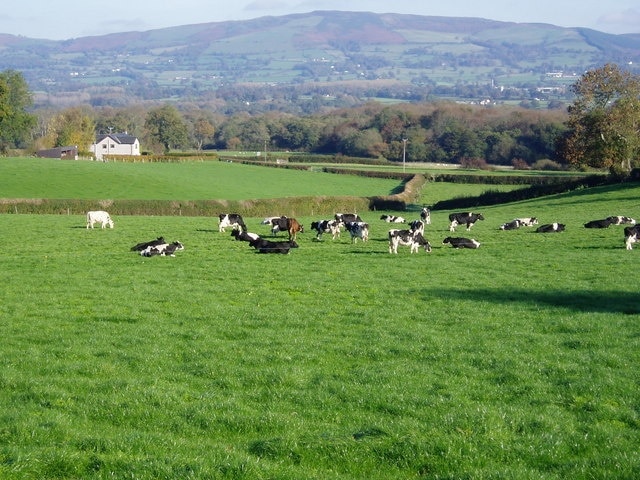 Friesians in Llanrhaeadr A herd of Friesians on the hillside north of Llanrhaeadr