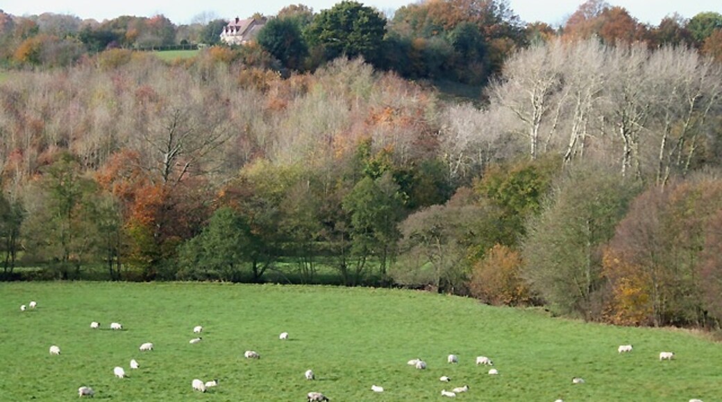 Kuva ”Neen Savage” käyttäjältä Roger Kidd (CC BY-SA) / rajattu alkuperäisestä kuvasta