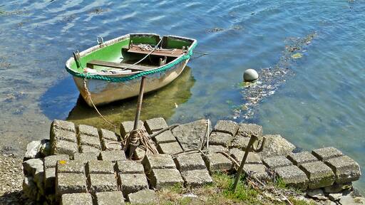 Kuva ”Kea” käyttäjältä Tim Green (CC BY) / rajattu alkuperäisestä kuvasta