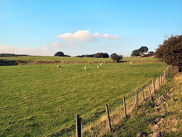 Sheep in an awkward gridsquare. Sheep grazing west of Quarry House Farm, seen northwards from the footpath