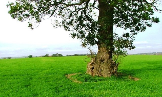 Public Footpath to Middridge Grange Apart from a solitary arrow nailed to the tree there is no sign of the right of way across the field.