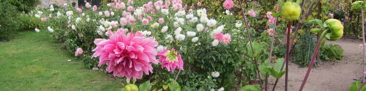 Photo "Dahlias in Bussière Garden" by Art Anderson (Creative Commons Attribution-Share Alike 3.0) / Cropped from original