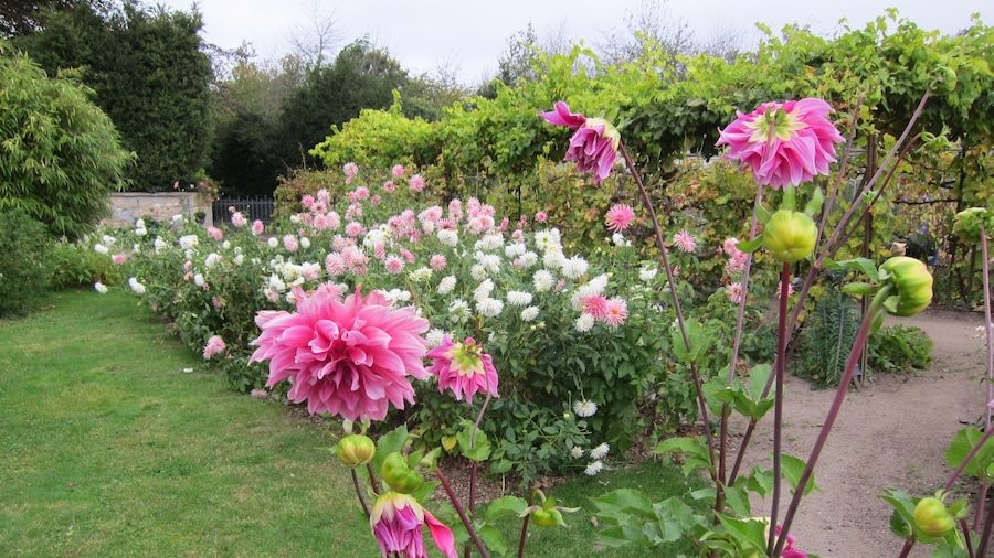 Photo "Dahlias in Bussière Garden" by Art Anderson (Creative Commons Attribution-Share Alike 3.0) / Cropped from original