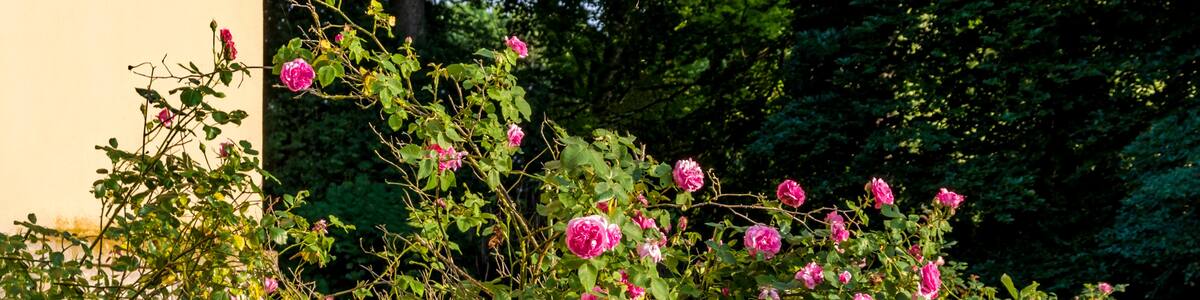Photo "Bilder aus dem Queen-Auguste-Victoria-Park in Umkirch Rose Gertrude Jekyl" by Joergens.mi (Creative Commons Attribution-Share Alike 3.0) / Cropped from original