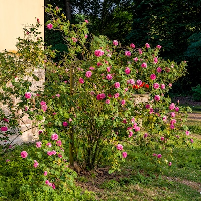 Bilder aus dem Queen-Auguste-Victoria-Park in Umkirch Rose Gertrude Jekyl