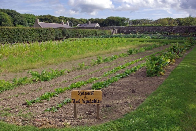 Walled garden, Balfour Castle The walled garden creates a microclimate making it possible to grow a surprising variety of flowers and vegetables. After a period of neglect, a concerted effort is being made to restore the garden.