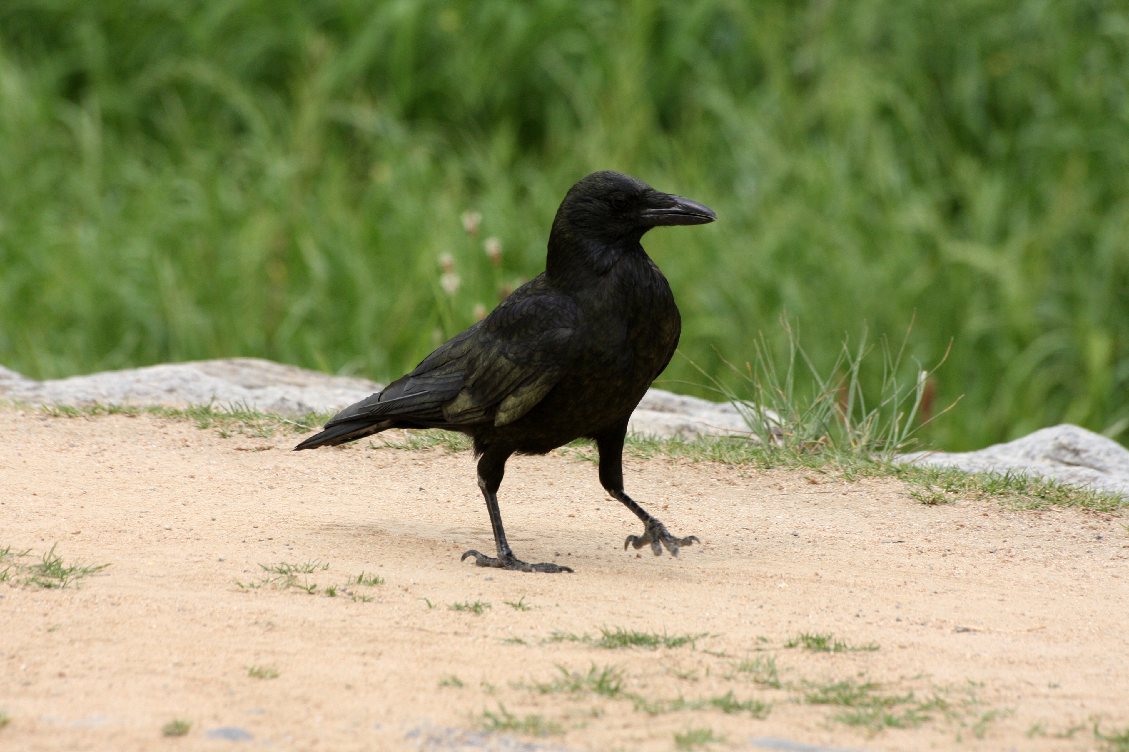 Oriental Carrion Crow Corvus corone orientalis, Kyoto-shi, Kyoto prefecture, Japan