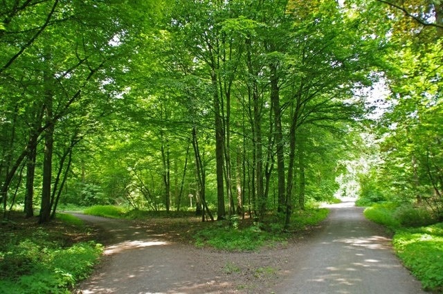 Waldwegkreuzung