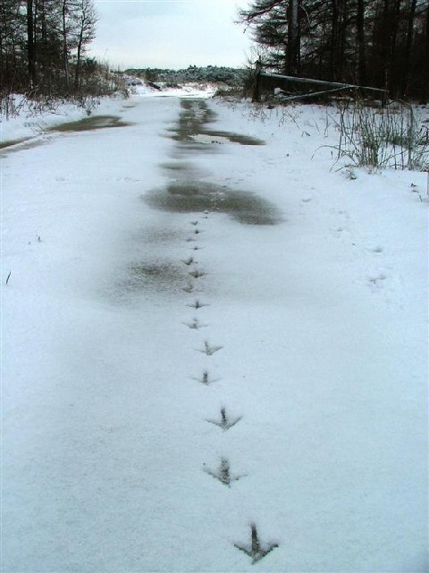 Foto “Hutton Mulgrave” tomada por Mick Garratt (CC BY-SA); recorte de la original