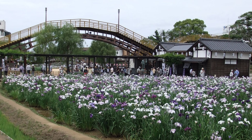 Suigō Itako Ayame-en (Maekawa Iris Garden) in Itako-shi, Ibaraki