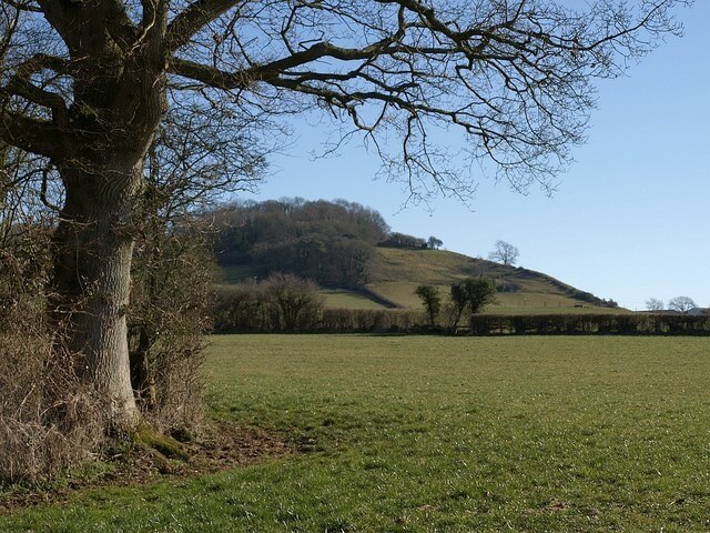 Launcherley Hill. Looking across the square from its northwestern corner, beneath an oak tree by footpath WS 10/81. 188399 gives a closer view of the same hillside, with Twinhills Wood.