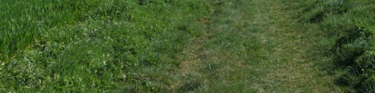 Photo "Brown's Lane (Track) Leading down, between the fields, into Rockland All Saints." by Ian Robertson (Creative Commons Attribution-Share Alike 2.0) / Cropped from original