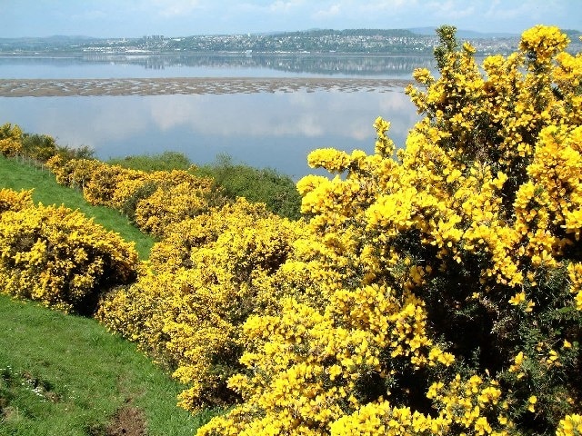 Naughton sand bank in the Tay. Viewed from near Wormit looking towards Dundee.