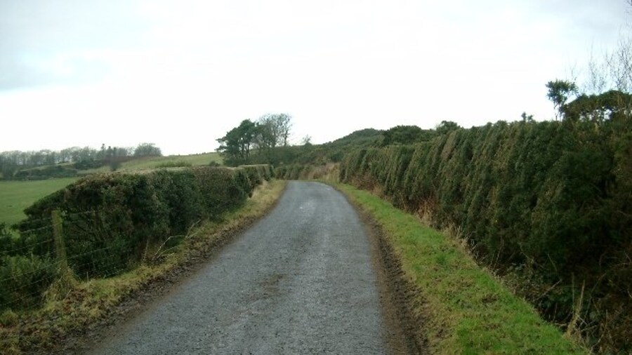 Photo "Gorse hedges near Cronan farm. Gorse is common in these parts, but these gorse hedges have been nicely trimmed and look great." by Gordon Brown (Creative Commons Attribution-Share Alike 2.0) / Cropped from original