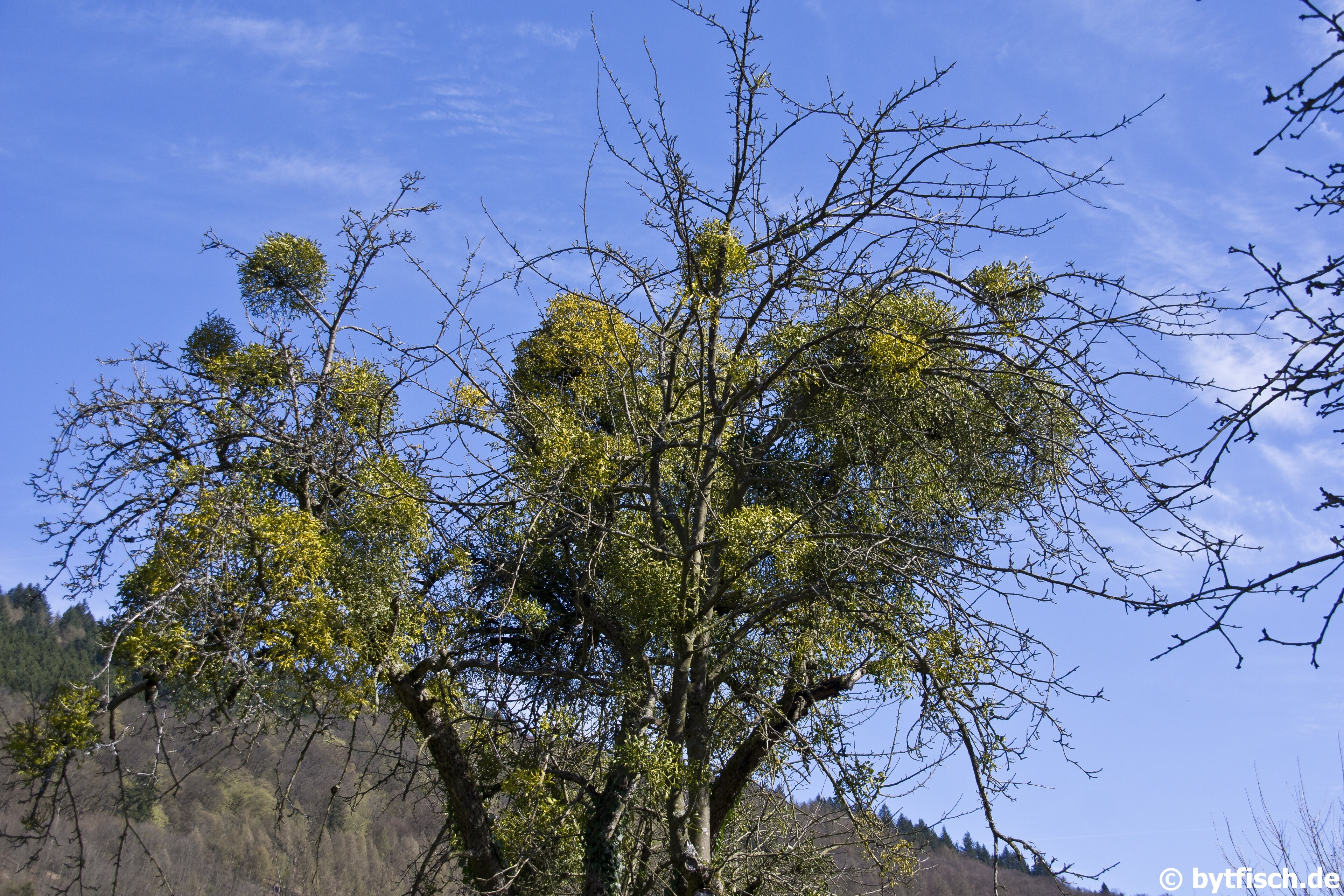 Foto „Zwingenberg“ von Michael Hering (CC BY-SA)/zugeschnittenes Original