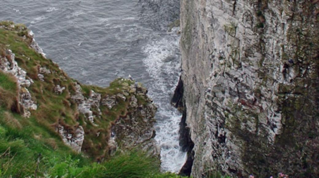 Photo "Bempton Cliffs" by Peter Church (CC BY-SA) / Cropped from original