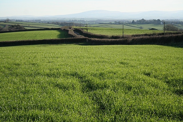 Winkleigh: towards Cosdon Looking south by the lane to Three-Ways Cross at New Buildings. Cosdon is the Dartmoor hill on the horizon, centre image