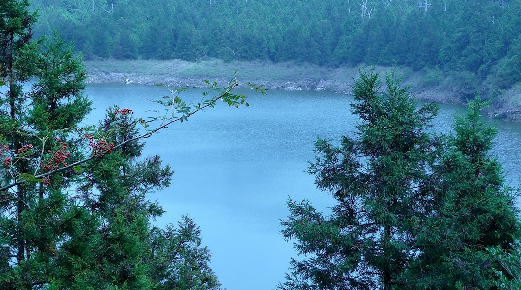 Foto ‘Taipingshan bos en recreatiegebied’ van lienyuan lee (CC BY) / bijgesneden versie van origineel