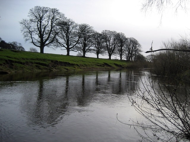 River Swale South of Maunby The Swale is such a beautiful river further upstream, but when it hits the Vale of York it loses all its charm - here it reminded me of a floating oil slick