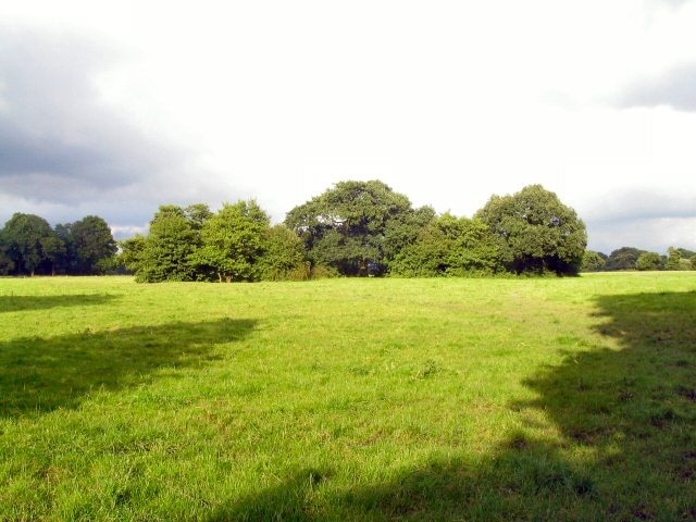 Copse near Twemlow Green A copse in the rich Cheshire meadowland at Twemlow near the small market town of Holmes Chapel in Cheshire. Long shadows show that the photograph was taken at 19:00.