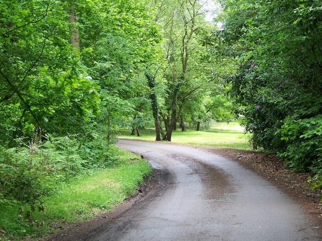 Bridleway, Stedham Common The bridleway takes riders and walkers across the common to Quags Corner.