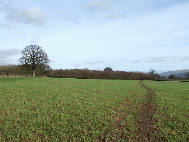 Crop Field east of Corfton, Shropshire Looking towards the Corfton Plantation. A public footpath to Diddlebury crosses the field.