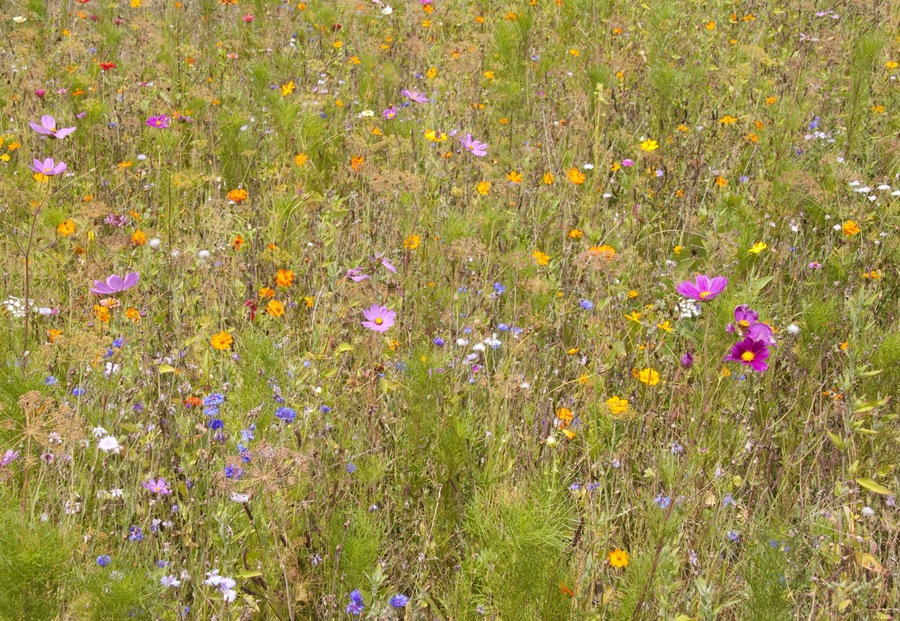 Meadow Flowers