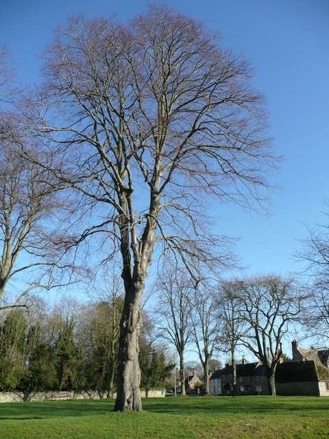 Fine specimen tree on Bletchingdon village green Several trees grace the triangular space in the centre of the village.