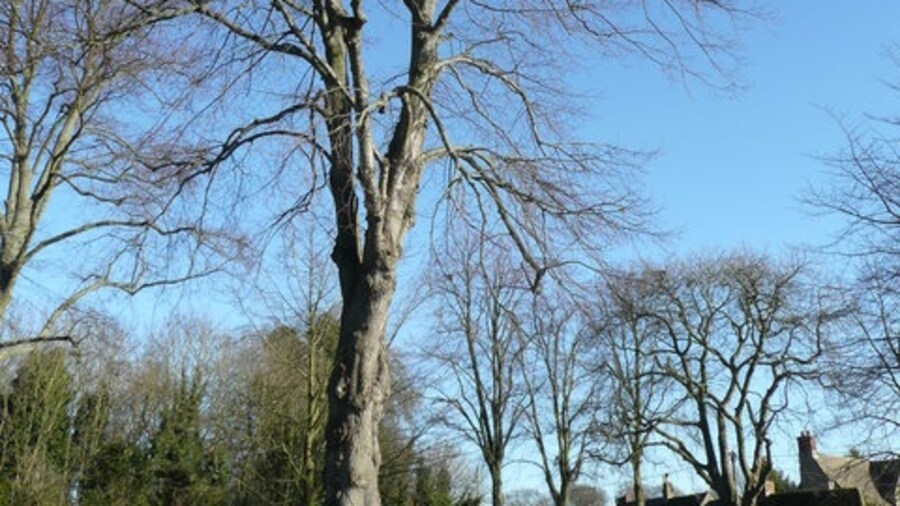 Photo "Fine specimen tree on Bletchingdon village green Several trees grace the triangular space in the centre of the village." by Jonathan Billinger (Creative Commons Attribution-Share Alike 2.0) / Cropped from original