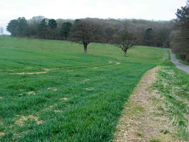 The edge of Wychwood Forest Near Fiveash Bottom.