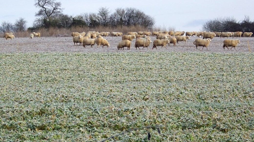 Photo "Tarrant Crawford" by Trish Steel (CC BY-SA) / Cropped from original