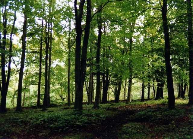 Trees in Chopwell Wood. Near Carr House