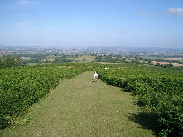 Garway Hill. An area of common land no longer heavily grazed to covered in bracken - walkers' feet are the only thing stopping it covering the whole area!