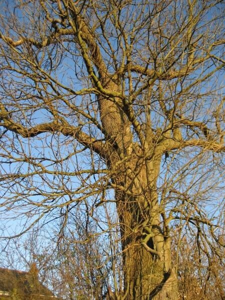 Foto „Thetford“ von Mick Watson (CC BY-SA)/zugeschnittenes Original