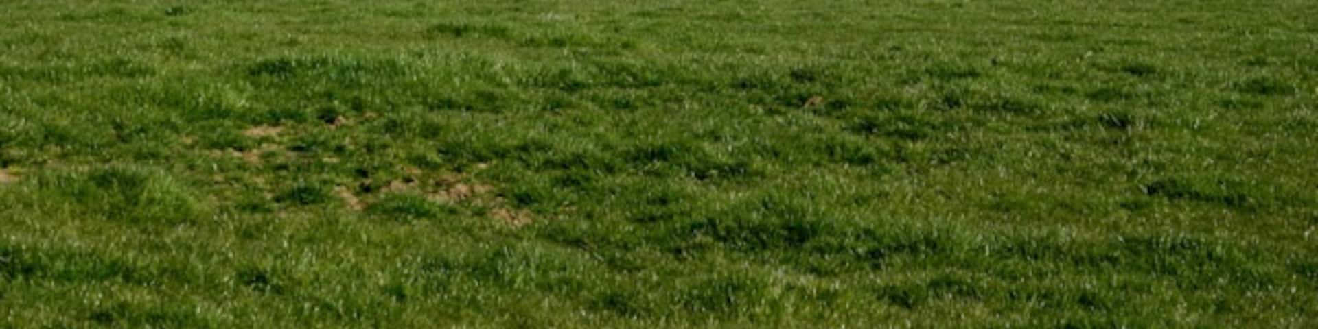 Pasture on Pitcot Lane Looking south of east. An ancient earthwork or tumulus is at the top of the hill to the left, Cley Hill ST8344 is in the distance to the right.